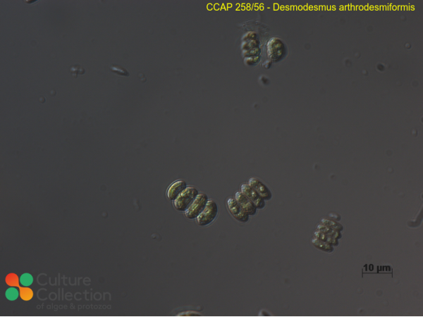 Desmodesmus arthrodesmiformis