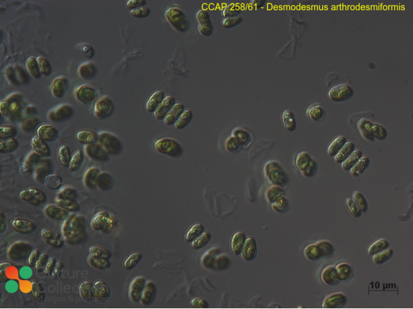 Desmodesmus arthrodesmiformis