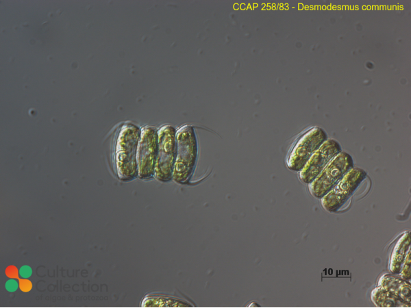Desmodesmus communis