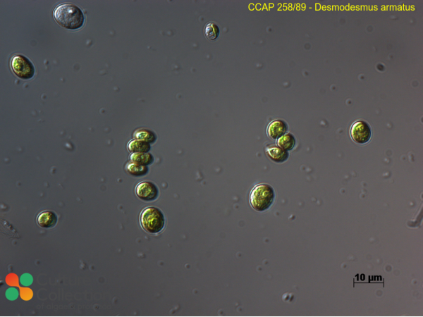 Desmodesmus armatus Desmodesmus armatus