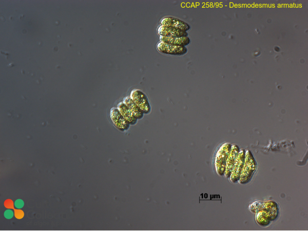Desmodesmus armatus