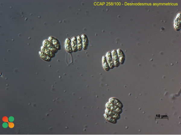 Desmodesmus asymmetricus