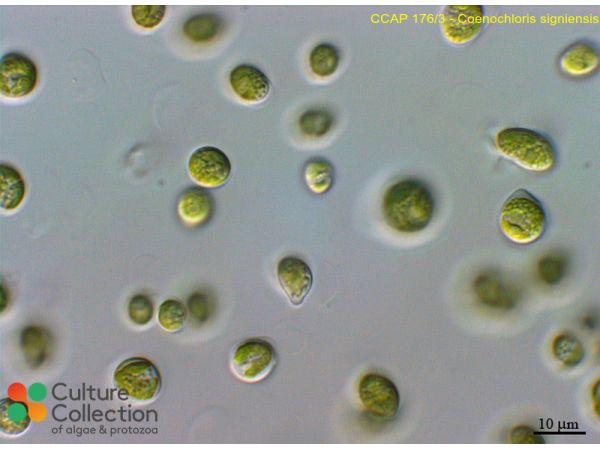 Coenochloris signiensis