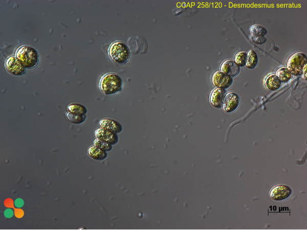 Desmodesmus serratus