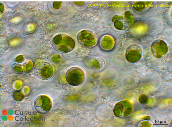 Coenocystis oleifera var. antarctica