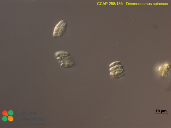 Desmodesmus spinosus