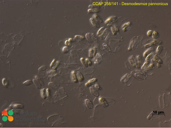 Desmodesmus pannonicus
