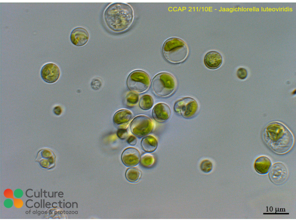 Jaagichlorella luteoviridis