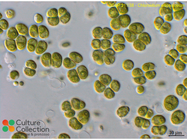 Chloroidium ellipsoideum