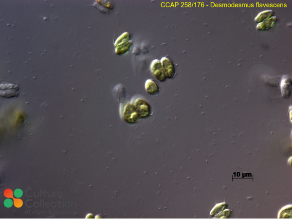 Desmodesmus flavescens