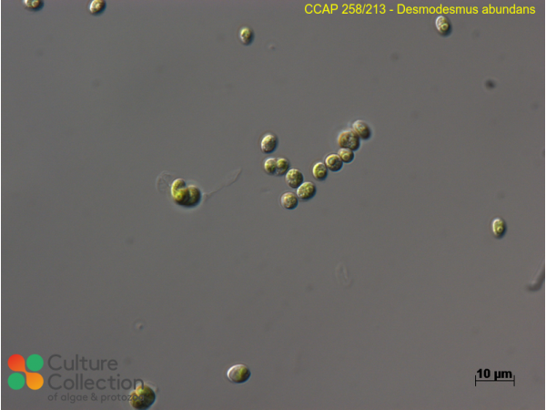 Desmodesmus abundans