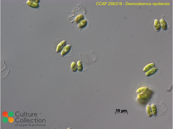 Desmodesmus opoliensis
