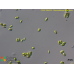 Desmodesmus bicellularis