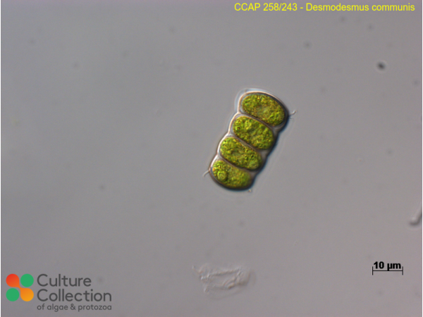 Desmodesmus communis