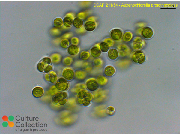 Auxenochlorella protothecoides