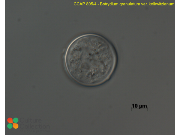 Botrydium granulatum var. kolkwitzianum