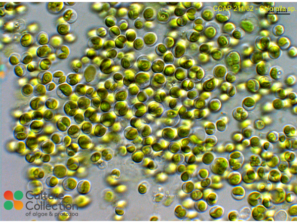 Chlorella sp.