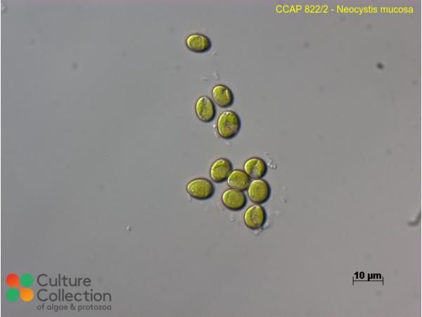 Neocystis mucosa