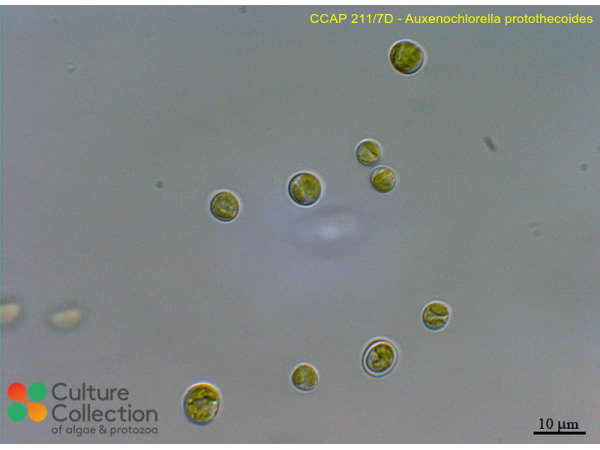 Auxenochlorella protothecoides