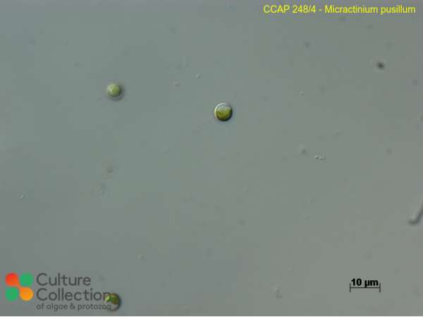 Micractinium pusillum