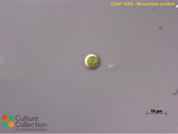 Micractinium pusillum