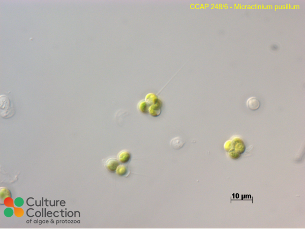 Micractinium pusillum