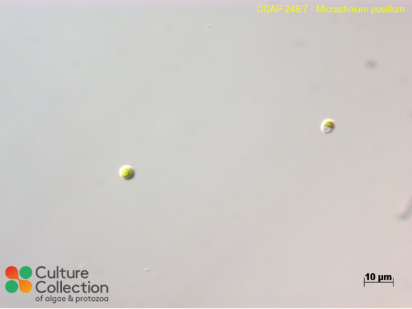 Micractinium pusillum