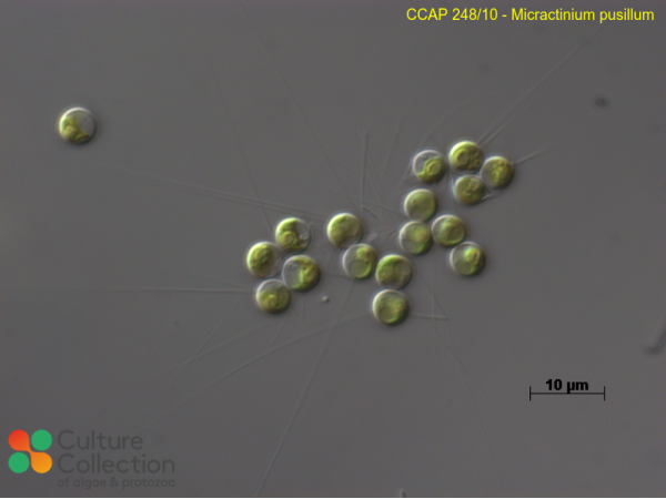 Micractinium pusillum