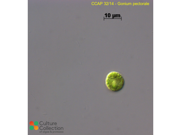 Gonium pectorale