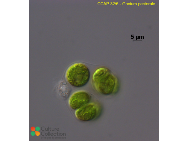 Gonium pectorale