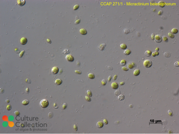 Micractinium belenophorum Micractinium belenophorum