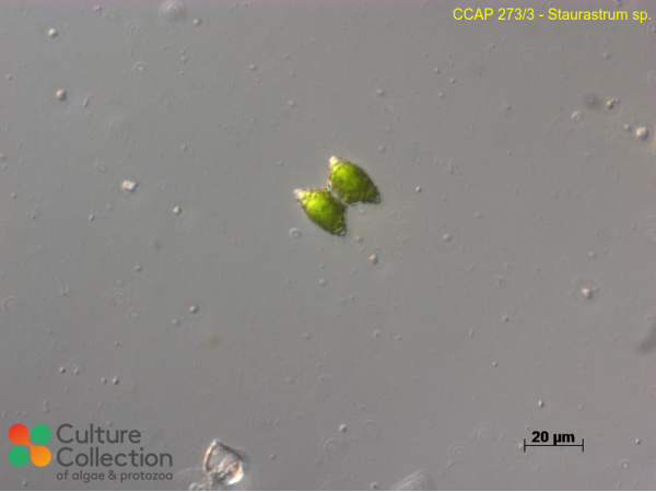 Staurastrum sp.