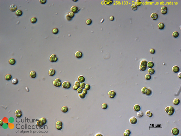 Desmodesmus abundans