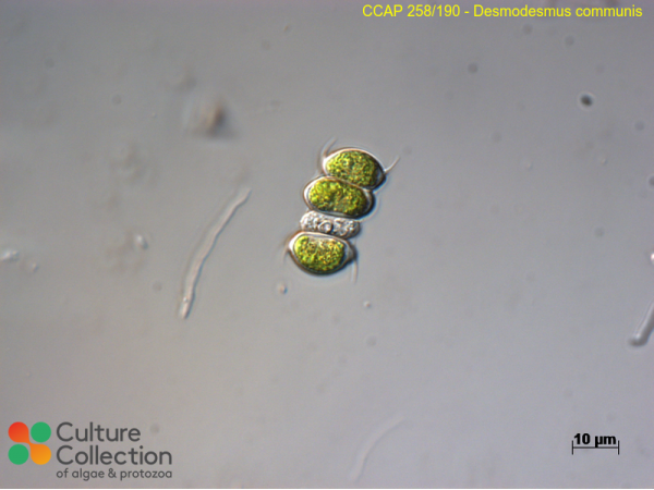 Desmodesmus communis