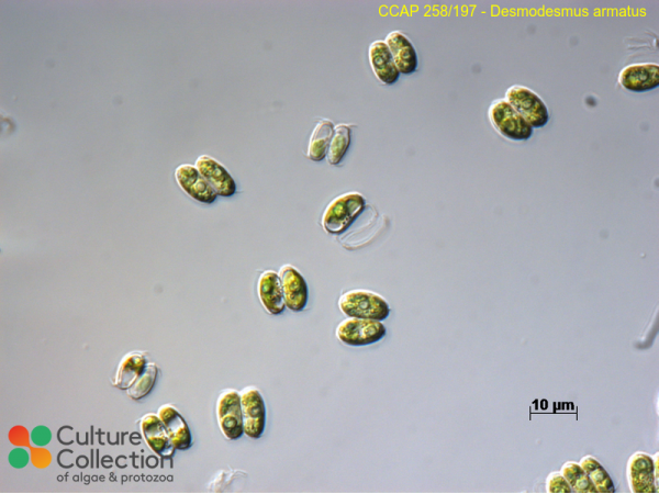 Desmodesmus armatus