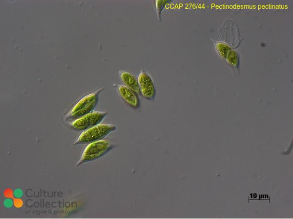 Pectinodesmus pectinatus Pectinodesmus pectinatus