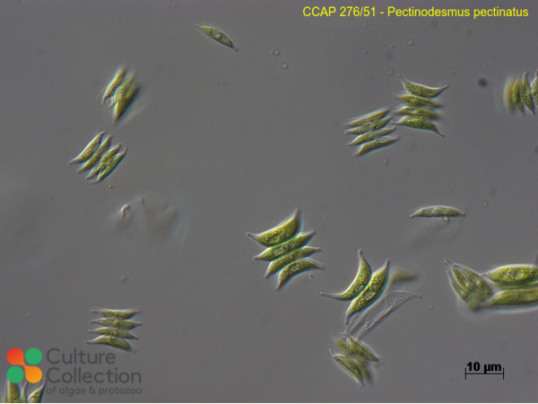 Pectinodesmus pectinatus Pectinodesmus pectinatus