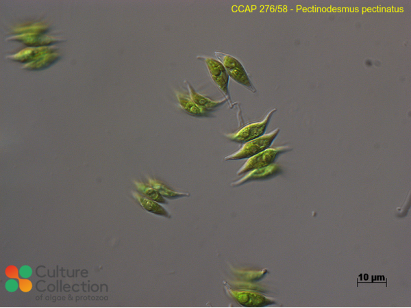 Pectinodesmus pectinatus