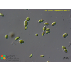 Tetradesmus obliquus