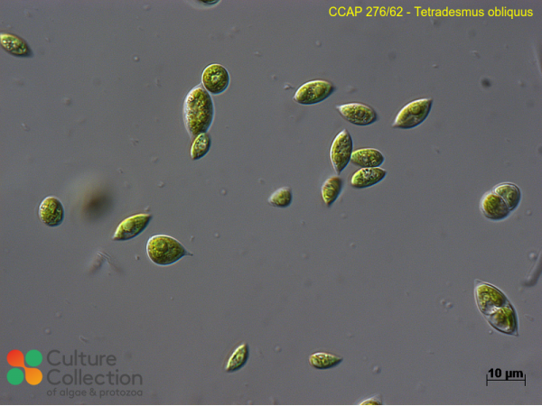 Tetradesmus obliquus