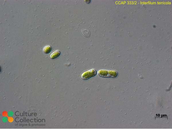 Interfilum terricola