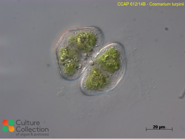 Cosmarium turpinii