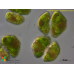 Cosmarium turpinii
