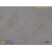Stichococcus sp.
