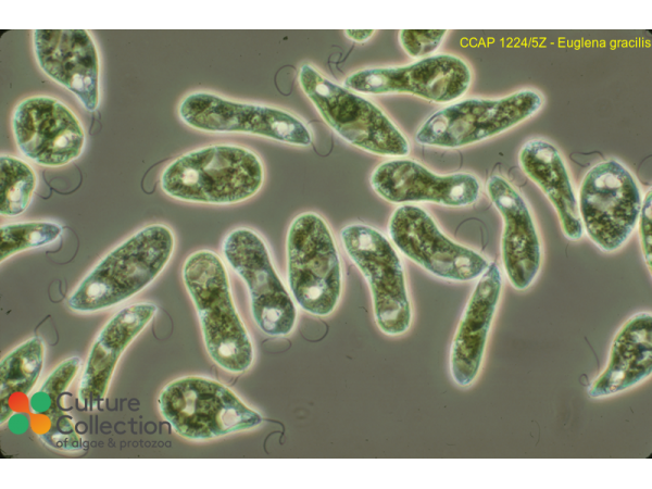 Euglena gracilis