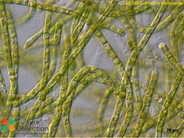 Ulothrix trentonense