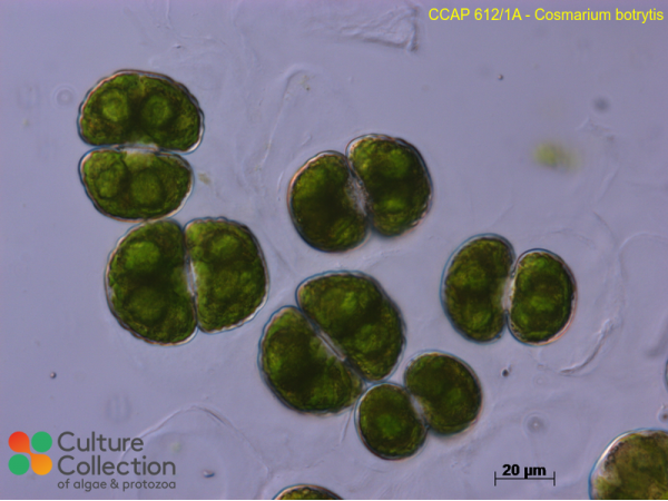 Cosmarium botrytis