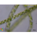 Spirogyra mirabilis