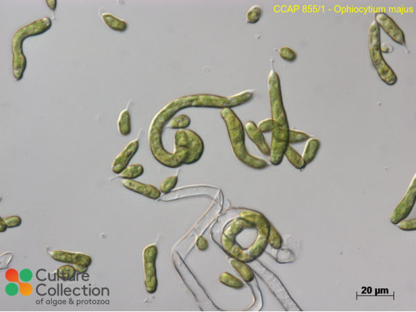 Ophiocytium majus