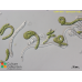 Ophiocytium majus